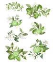 Hand drawn bouquets and compositions of blooming lime green lemon tree branches