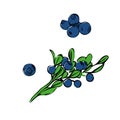 Hand drawn branch bilberry berries with leaves on white background.