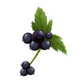 Hand drawn branch black currant berries with leaves. Fresh summer berries. Fruit botany cartoon vector illustration Royalty Free Stock Photo