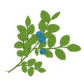 Hand drawn branch of colorful vector blueberry