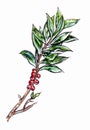 Hand drawn branch with green leaves and red berries