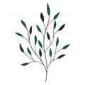 Hand drawn branch with leaves isolated on white background. Decorative doodle sketch illustration. Vector floral element Royalty Free Stock Photo