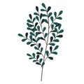 Hand drawn branch with leaves isolated on white background. Decorative doodle sketch illustration. Vector floral element Royalty Free Stock Photo