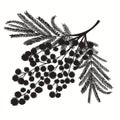 Hand-drawn branch of mimosa. Black silhouette on white background