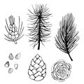 Hand drawn branch and pine cone on white background. Vector ske