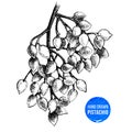 Hand drawn branch of pistachio tree. Royalty Free Stock Photo