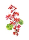 Hand drawn branch of red flowers isolated on white background