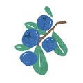 Hand drawn branch of ripe blueberries or bilberries with leaves vector flat illustration. Fresh vitamin blue berries Royalty Free Stock Photo