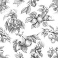 Fruit Seamless Pattern Pencil Drawing Royalty Free Stock Photo