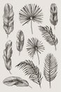 Hand drawn branches and leaves of tropical plants. Black floral set isolated on grey background. High detailed botanical Royalty Free Stock Photo