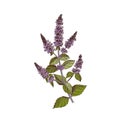 Hand-drawn Brandy mint. Medicinal herb