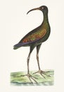 Hand drawn Brazilian curlew bird