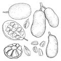 Breadfruit jackfruit. Vector sketch illustration