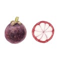 Hand drawn brigt colorful watercolor mangosteen isolated on white background