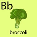 Hand drawn broccoli illustration Royalty Free Stock Photo