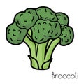hand drawn broccoli illustration with sign. isolated on a white background. Vector Royalty Free Stock Photo