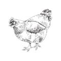 Hand drawn buff orphington chicken