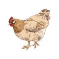 Hand drawn buff orphington chicken