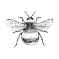 Hand drawn bumblebee isolated on white background