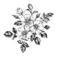 Hand drawn Bunch with Dog-Rose Flowers and Buds Royalty Free Stock Photo