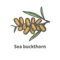 Hand-drawn bunch of ripened juicy sea buckthorn