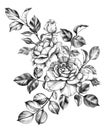 Hand drawn Bunch with Roses and Leaves Royalty Free Stock Photo