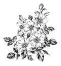 Hand drawn Bunch of Wild-Rose Flowers Royalty Free Stock Photo