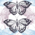 Hand drawn butterfly background Royalty Free Stock Photo