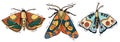 hand drawn butterfly colorful vector set Royalty Free Stock Photo