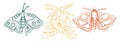 hand drawn butterfly colorful vector set Royalty Free Stock Photo