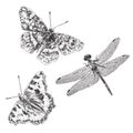 Hand drawn butterfly and dragonfly Royalty Free Stock Photo