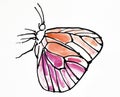 Hand drawn butterfly outline illustration on white