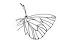 Hand drawn butterfly outline illustration on white