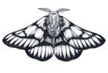 Hand drawn butterfly tattoo. Dotwork tattoo. Hemileuca griffini. Griffin`s sheepmoth or Canadian fleabane moth.