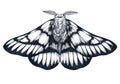 Hand drawn butterfly tattoo. Dotwork tattoo. Hemileuca griffini. Griffin`s sheepmoth or Canadian fleabane moth.