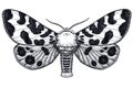 Hand drawn butterfly tattoo. Spotty butterfly. Arctia Caja Americana. Dotwork tattoo.