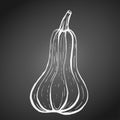 Hand-drawn butternut squash white outline on dark blackboard