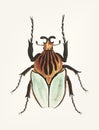 Hand drawn of cacique beetle Royalty Free Stock Photo