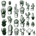 Hand Drawn cactus vector illustration. set vector illustration linear cactuses. Cactus vector Royalty Free Stock Photo