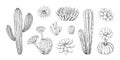 Hand drawn cactus. Vintage Mexican desert succulent with blossom. Tropical cactaceae plant decoration graphic. Blooming cacti
