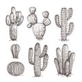 Hand drawn cactus. Western desert cacti mexican plants in sketch style. Cactuses doodle vector set