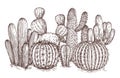 Hand drawn cactus. Western desert cacti mexican plants in sketch style vector illustration