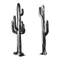 Hand drawn cactuses. Desert plants vector illustration. Black isolated on white background