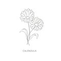 Hand drawn calendula flower.Plant design elements.