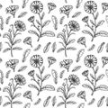 Hand drawn calendula seamless pattern. Medicinal plant botany design. Vector illustration in sketch style