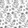 Hand drawn calendula seamless pattern. Medicinal plant botany design. Vector illustration in sketch style