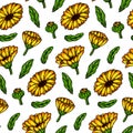 Hand drawn calendula seamless pattern. Vector illustration in colored sketch style. Botany background with summer flowers