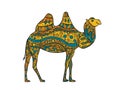 Hand drawn camel. Colorful zentangle ornament for your design