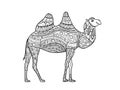 Hand drawn camel, zentangle ornament for adult anti stress Coloring book