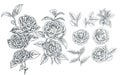 Hand drawn camelia flower vector illustration set elements Royalty Free Stock Photo